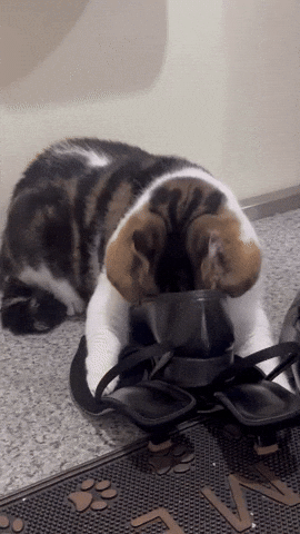 cuteanimalland giphyupload GIF