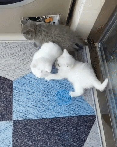 cuteanimalland giphyupload GIF