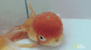 nat geo wild fish GIF by Dr. K's Exotic Animal ER