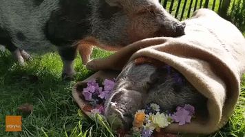 Prepare to Be Emotionally Destroyed by Pig Mourning Death of Best Friend