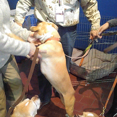 westminster dog show dogs GIF by Westminster Kennel Club