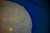 animation sustanciaproject GIF by EmiLi