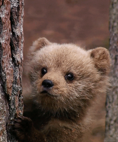 brown bear wildlife GIF