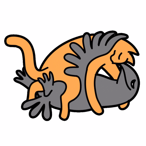 Cat Crow GIF