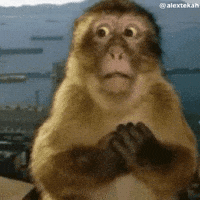 Scared Monkey GIF