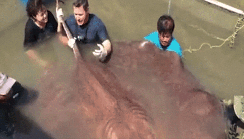 Molly_Renee418 giphyupload youtubewallstreetjournaljeffcorwinsfb GIF