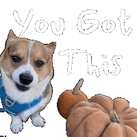 Corgi Understand Sticker