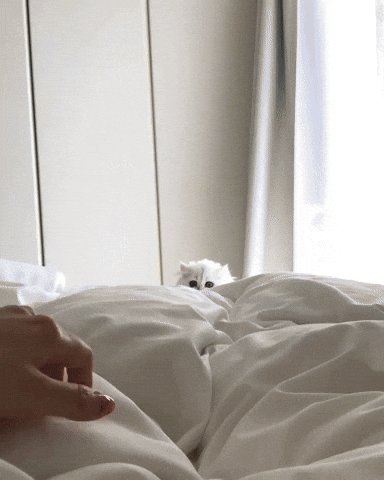 cuteanimalland giphyupload GIF
