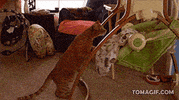 si ver GIF