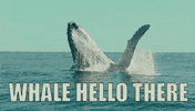 Whale Hello GIF