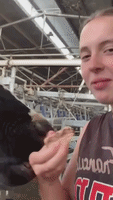 Cow Can't Help Stealing Human Friend's Snack