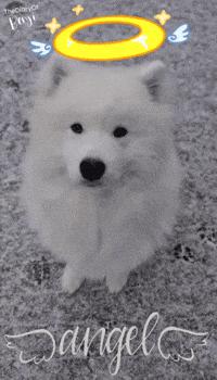 Snow Winter GIF