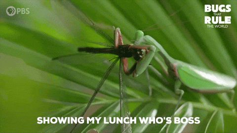 Praying Mantis Boss GIF by PBS