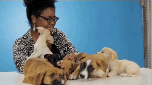 puppies GIF
