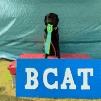 Tananavalleykennelclub GIF by TVKC
