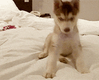 siberian husky puppy GIF