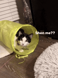 Chinese Cat GIF