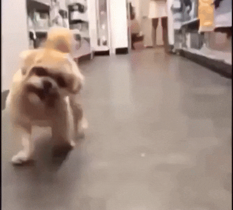 bumrushfordintheback giphyupload dog wtf puppy GIF