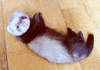 animal s babies GIF