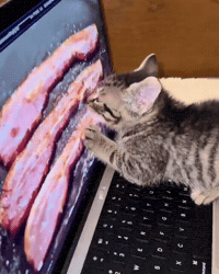 Hungry Cat GIF by Respective