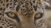 NHMLAC cat nature history museum GIF