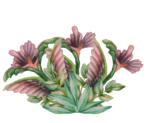 coffee flowers Sticker by Gala von Eduscho