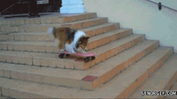 Dog Skateboarding GIF
