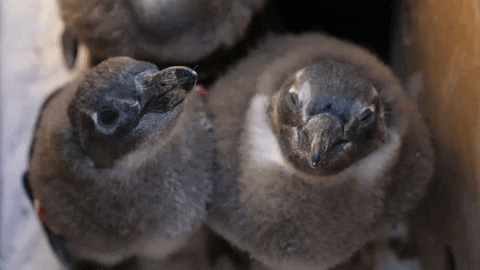 african penguin GIF by Georgia Aquarium