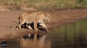Lion Leads Cubs Through Shallow Water in South African Game Reserve