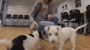 excited i miss you GIF by Best Friends Animal Society