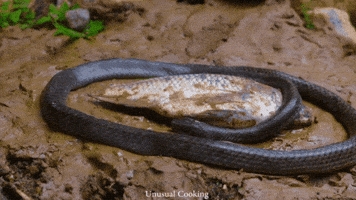Snake Eating GIF by UnusualCooking
