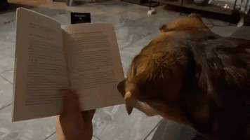 'Can I Please Read?' Jealous Dog Won't Let Owner Read Book in South Africa