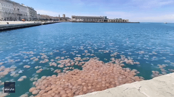 Thousands of Jellyfish Filmed Bobbing in Italian Harbor