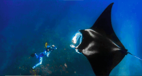 Dhruv_2110 giphygifmaker GIF