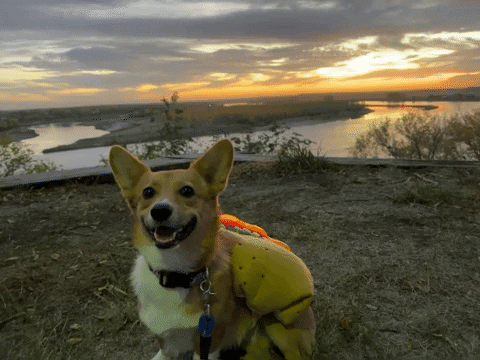 Sunset Corgi GIF by Ben's Brewing Co.