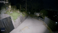 Mountain Lion Prowls Around Hollywood Home