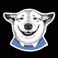 olenavasiv cat dog pig dino GIF