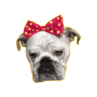 Dog Filhote Sticker by bulldogclub