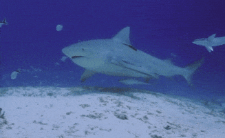 sea swimming GIF by University of California
