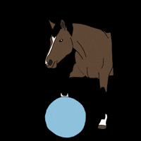 paardvrolijk horse r equine paard GIF