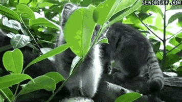 Cat Critters GIF