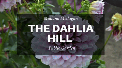 brenhaas giphygifmaker flowers gardening dahlia GIF