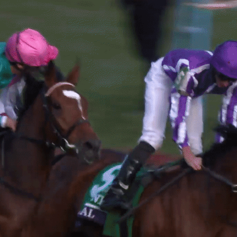 enable breeders cup GIF by World Horse Racing