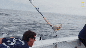 Wicked Tuna Fishing GIF by National Geographic Channel