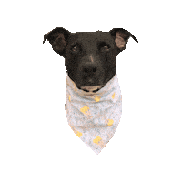Black Dog Tinkerbell Sticker by Geekster Pets