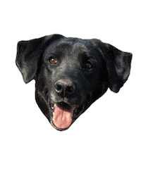 Dog Love Sticker by Buscamos Casita