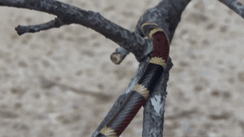 CreatureFeatures giphygifmaker coral snake GIF