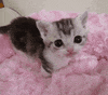 cat GIF