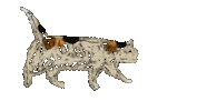 Cat Sticker