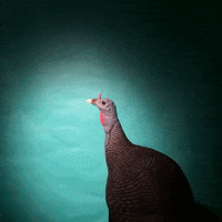 Hungry Nom Nom GIF by hazelst